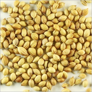 Manufacturers Exporters and Wholesale Suppliers of Coriander Seeds Palanpur Gujarat